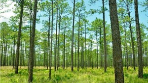_88668046_c0284798-longleaf_pine_forest_pinus_palustris_-spl
