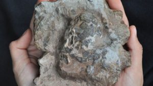 Oldest croc eggs