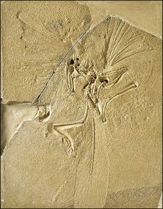 Archaeopteryx fossil